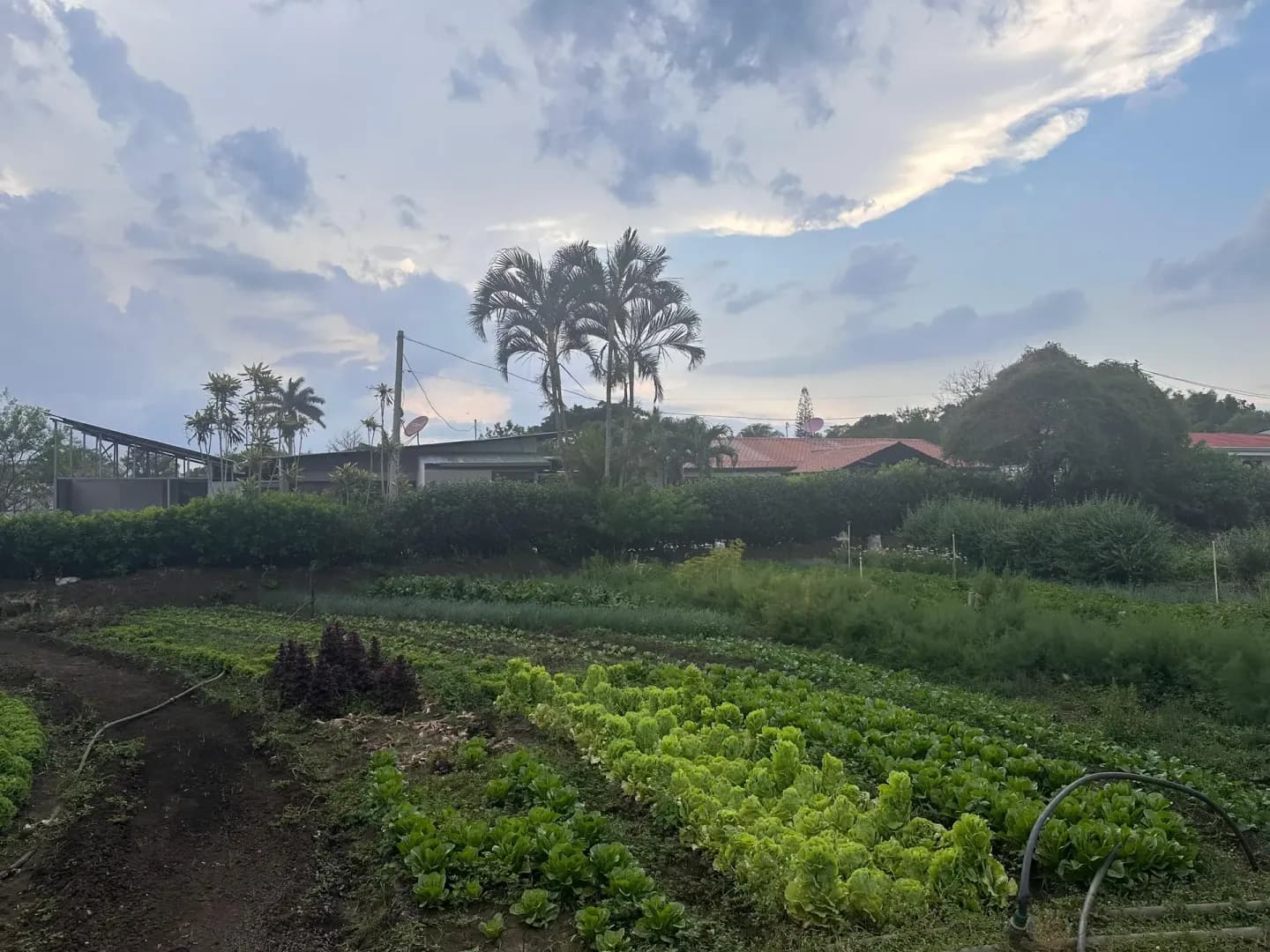 Surcos de lechuga y hierbas en un campo abierto, con galerones, casas y palmeras al fondo bajo un cielo nublado.